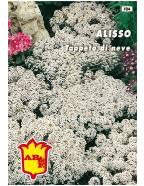 Bustina sementi Alisso Bianco