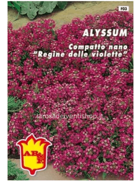 Alyssum Compatto nano regina delle violette - Busta termosaldata dimensioni 12 x 17 cm