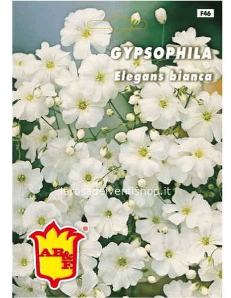 Gipsofila elegans bianca - Busta termosaldata dimensioni 12 x 17 cm
