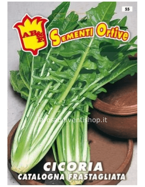 Semi di Cicoria catalogna frastagliata - Busta termosaldata dimensioni 12 x 17 cm