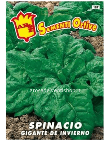 Bustina sementi Spinacio gigante