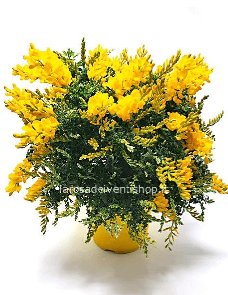 Cytisus (Ginestra gialla)