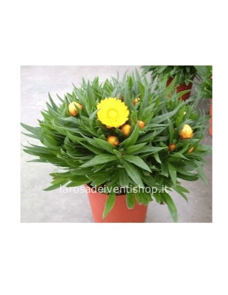 Elicriso (fiore di carta)