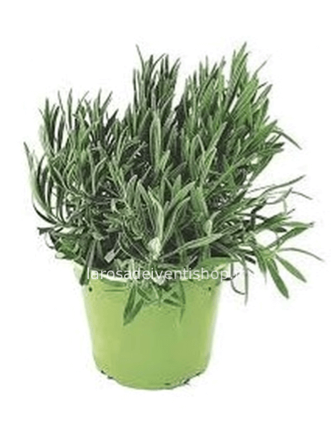 Lavanda vaso 14 cm