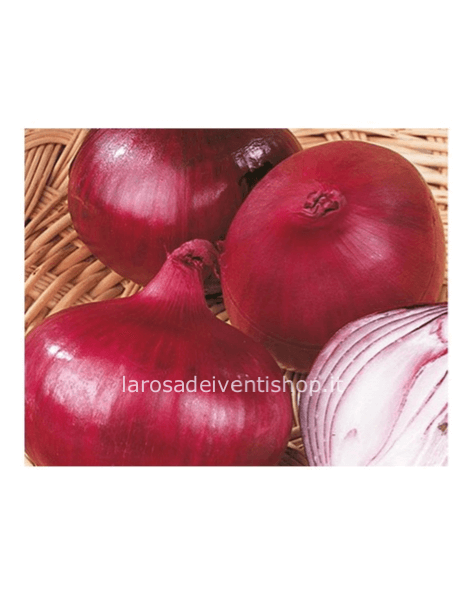 Cipolla Rossa da semina