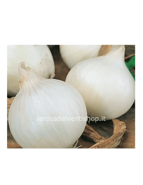 Cipolla Bianca da semina