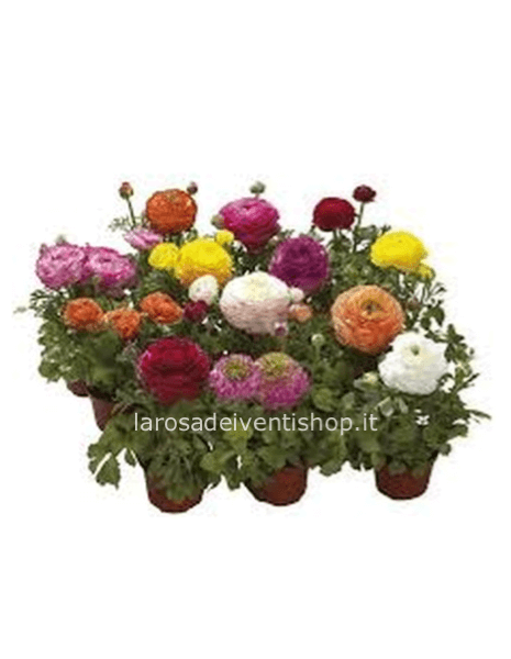 Ranuncoli vaso 14 cm - confezionato da regalo