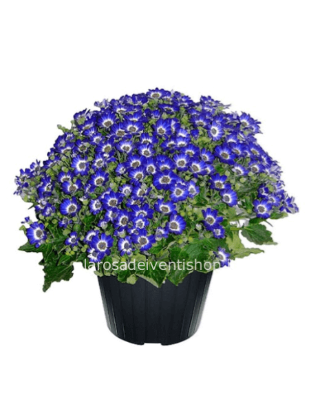 Cineraria