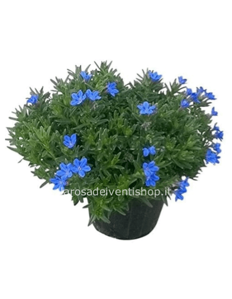 Lithodora Blu