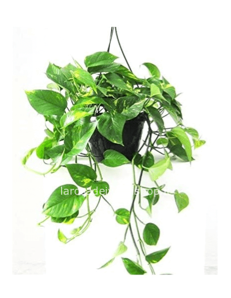 Pothos cascante