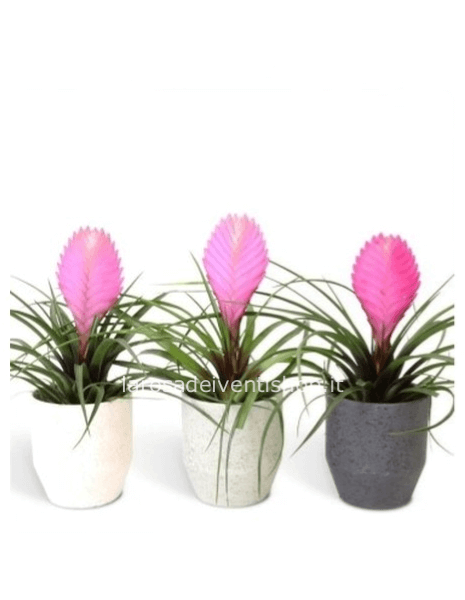 Tillandsia