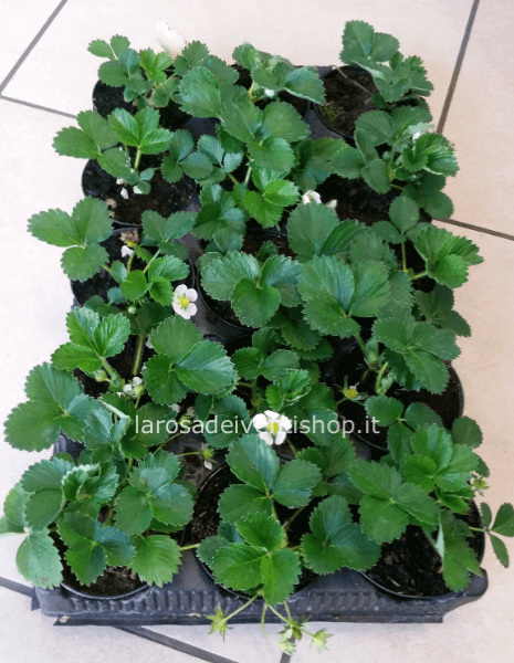 Pianta di fragola rifiorente vaso 10 cm