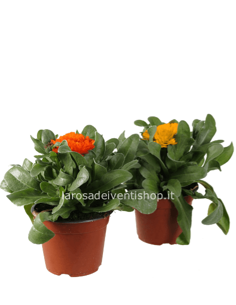 Calendula vaso 14