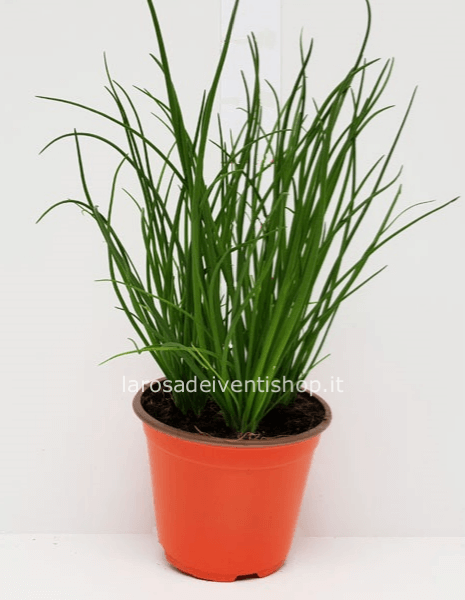 Pianta di erba cipollina in vaso diametro 14 cm