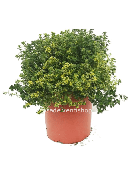 Pianta di Timo Limonato vaso 14 cm