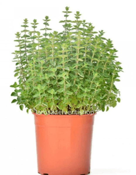 Pianta di Maggiorana in vaso da 14 cm