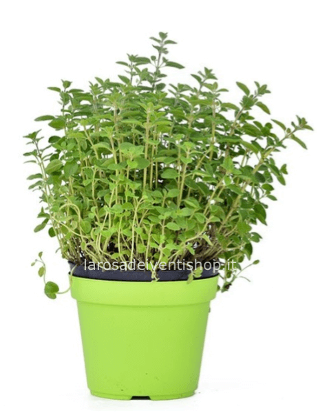 Pianta di Origano in vaso da  14 cm