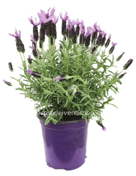 Lavanda Stoechas