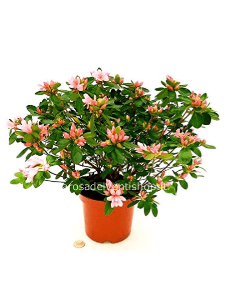 Azalea da esterno vaso 14 cm chioma 25/27 cm
