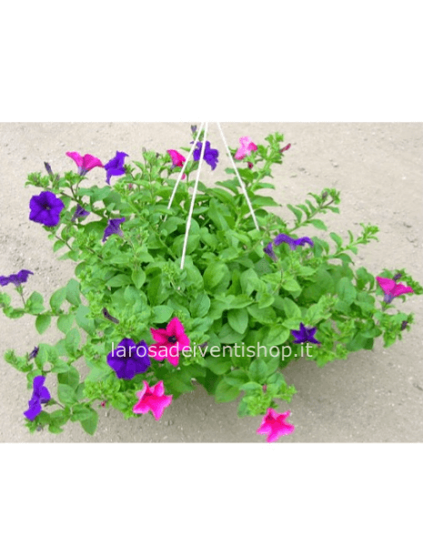 Surfinia in basket da appendere diametro vaso 25 cm colori misti