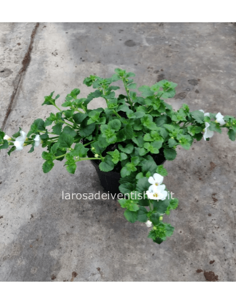 Pianta di Bacopa vaso 14 cm
