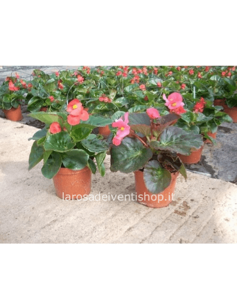 Begonia Big vaso 14 cm