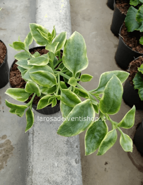 Dorotheanthus Mezoo vaso 14 cm