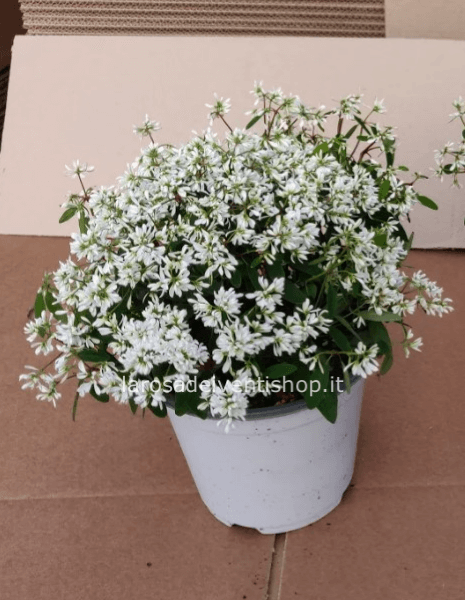 Euphorbia Diamond Frost vaso 14 cm