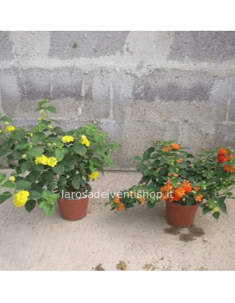 Lantana vaso 14 cm