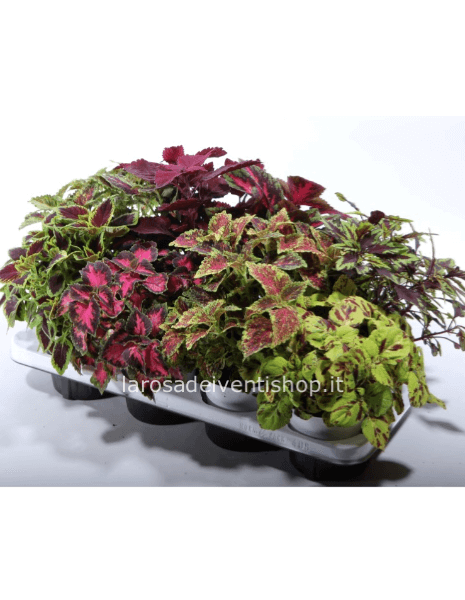 Coleus vaso 14 cm