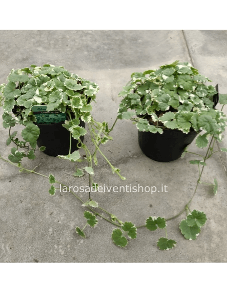 Incenso Glechoma nepeta vaso 14 cm