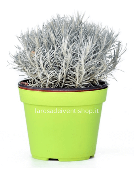 Liquirizia (Helicrisum)