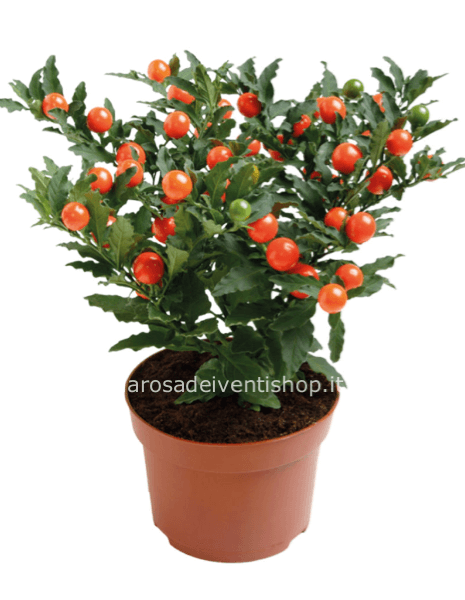 Solanum da bacca