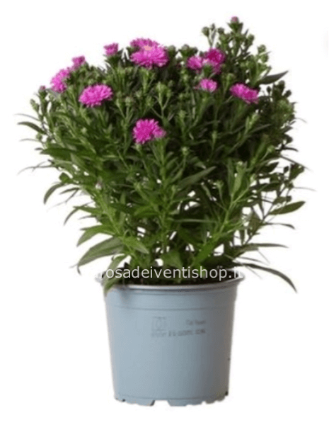 Pianta di Aster vaso diametro 13 cm