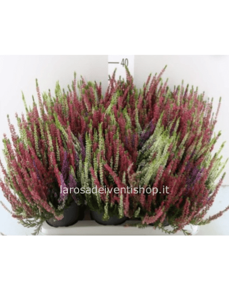 Calluna variegata