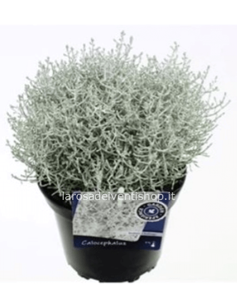 Calocephalus vaso diametro 12 cm