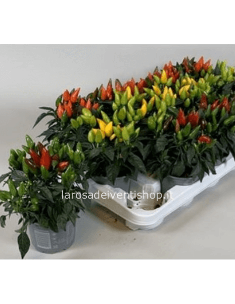 Peperoncino ornamentale