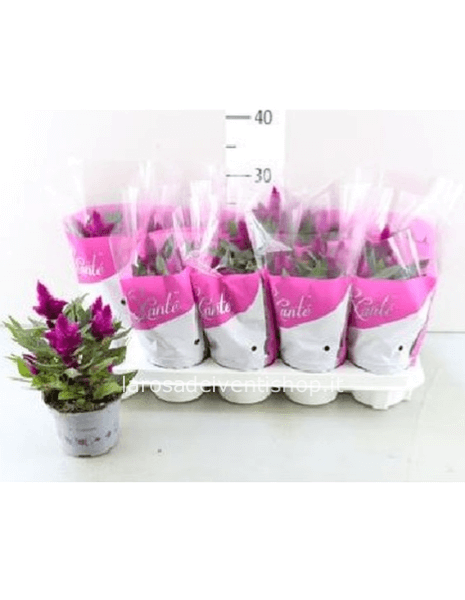 Celosia