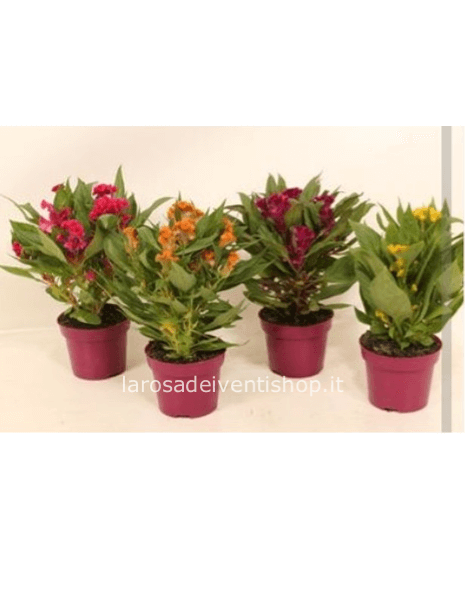 Celosia Twisted