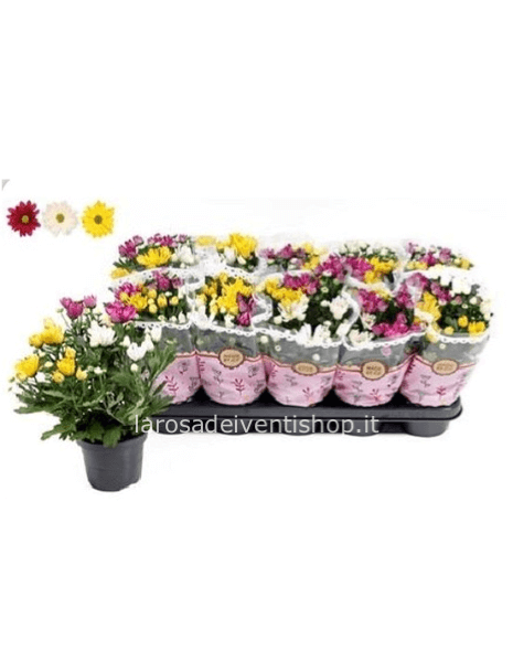 Crisantemi multicolor