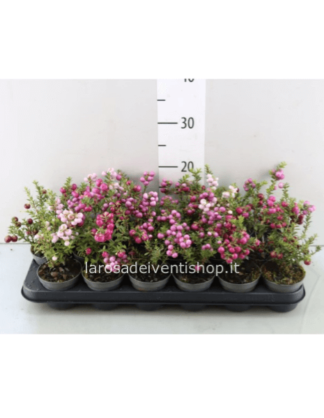 Pernettya vaso diametro 9 cm