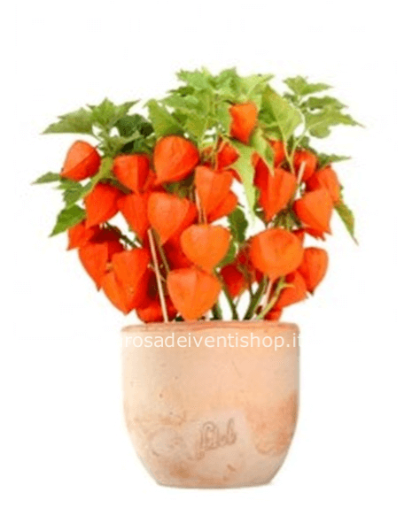 Physalis vaso diametro 13 cm