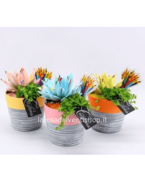 Composizione School Echeveria