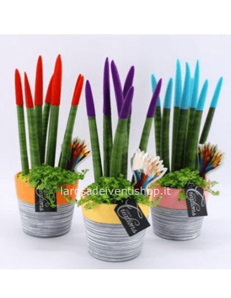 Composizione Sanseveria colorata