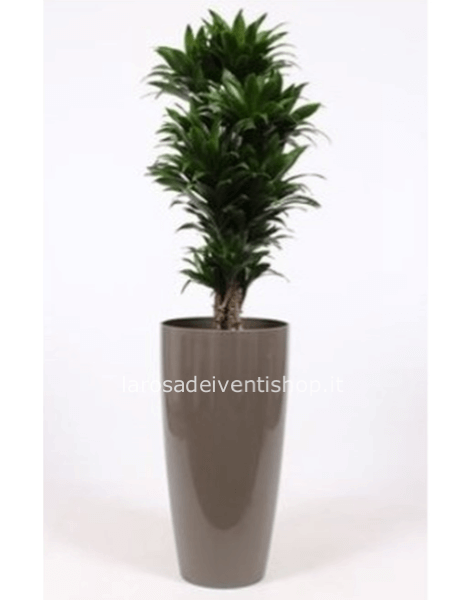 Dracena Compacta