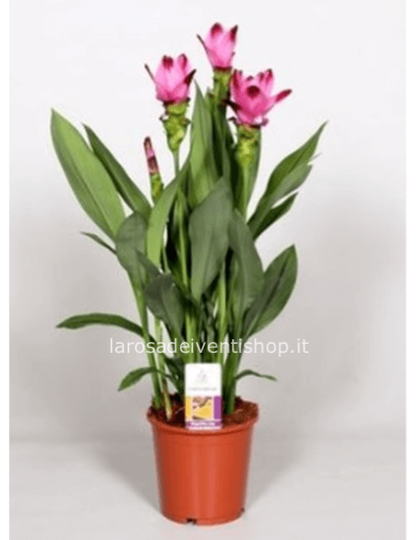 Curcuma