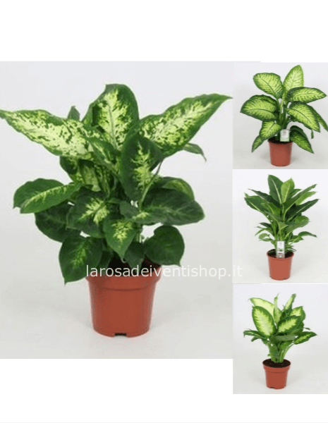 Dieffenbachia vaso 17 cm confezionata da regalo