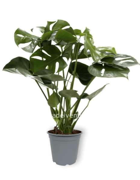 Monstera