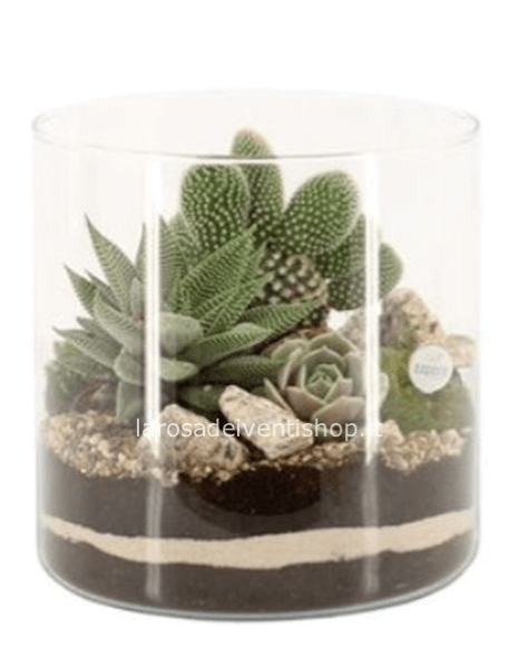 Composizione di piante grasse in vaso cilindrico di vetro diametro 19 cm x h 22 cm come in foto