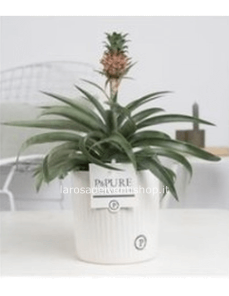 Ananas